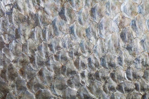 USA, Washington Detail abstract of fish scales